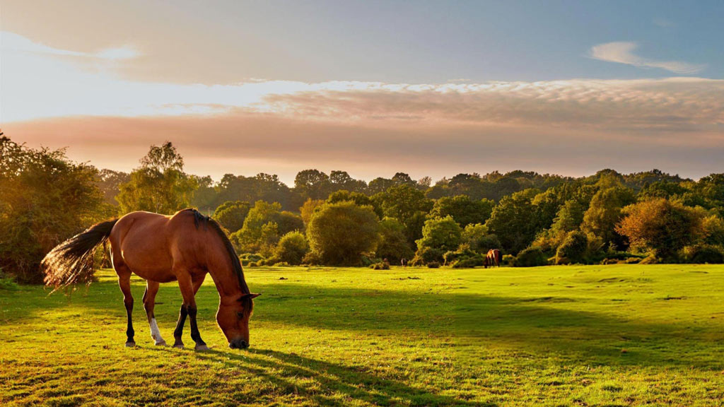 Studera Affärsmässighet och hållbarhet i hästnäringen | YH Kurs | Yrkeshögskola | Iris.se